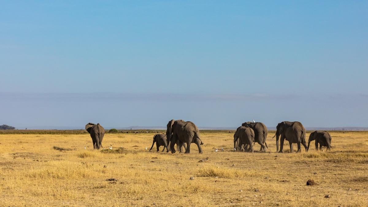 seceta-din-africa-de-sud-duce-la-masuri-drastice--peste-720-de-animale-salbatice--sacrificate-pentru-hrana--84prc--din-rezervele-alimentare--epuizate_22166400