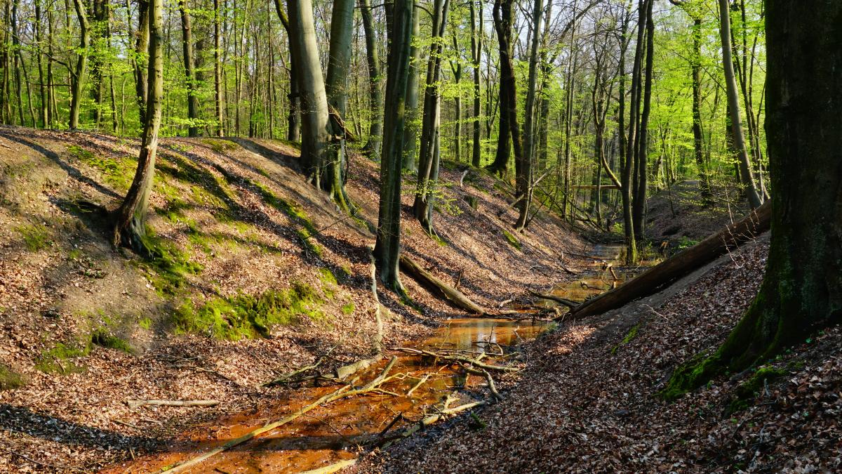 padurile-romaniei--sursa-de-profit-pentru-straini--cum-pleaca-din-tara--ministrul-mircea-fechet-asta-trebuie-sa-ne-puna-pe-ganduri_92944700