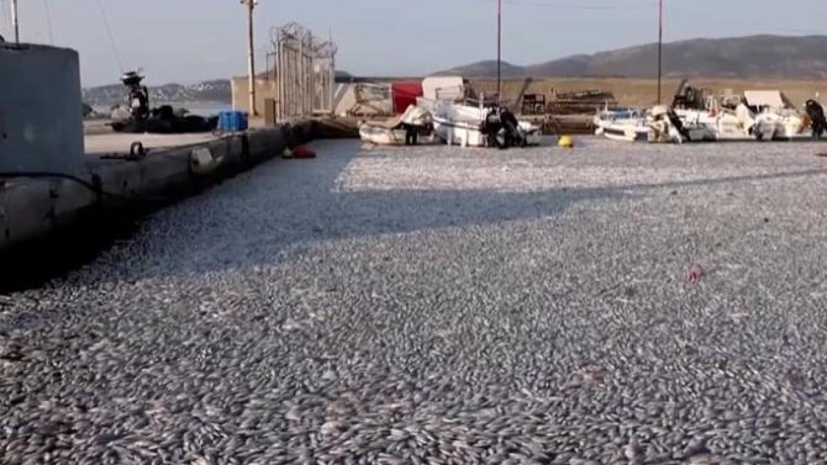 mii-de-pesti-morti-au-acoperit-un-port-turistic-din-grecia_87660600