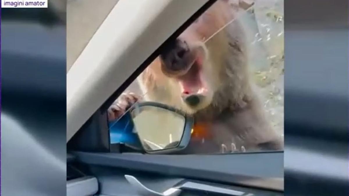 masina-unui-jurnalist--atacata-de-urs-pe-transfagarasan--ministrul-fechet--reactie-este-o-rusine-nationala_93452700