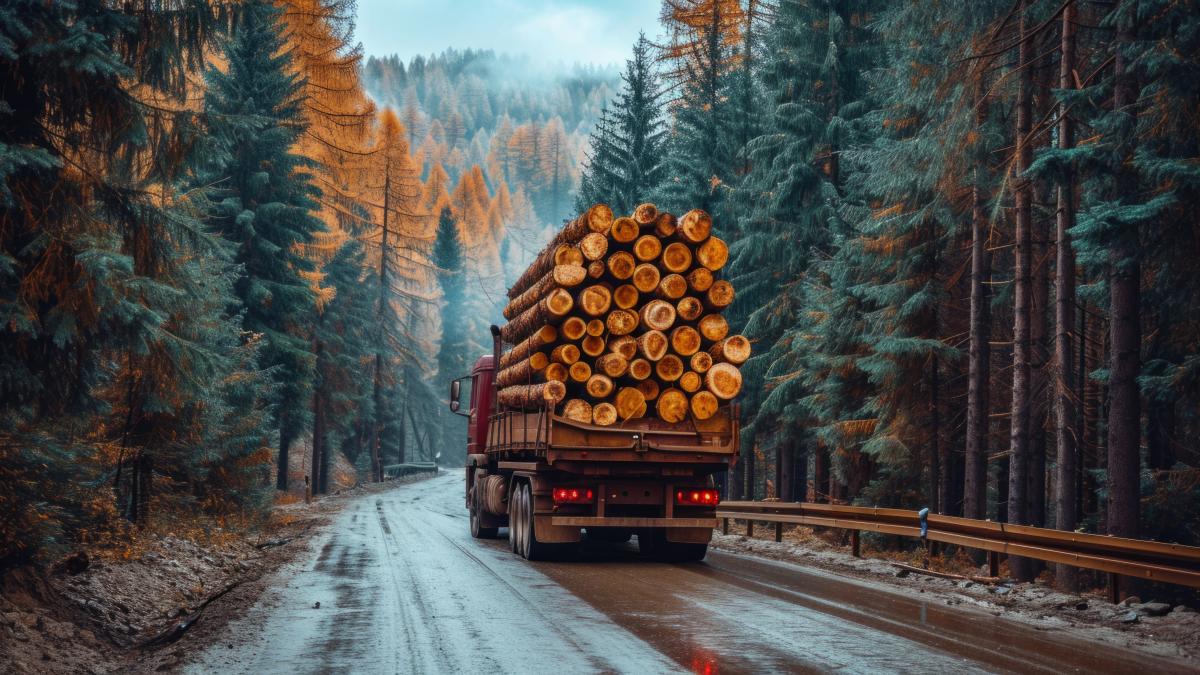 romania-prinde-hotii-de-lemne-cu-google--fechet-intr-o-singura-luna--am-trimis-procese-verbale-de-contraventie-de-4-milioane-de-lei_09650600