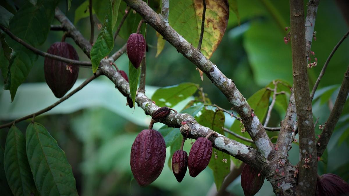 fruct-arbore-de-cacao-nestle_32808600