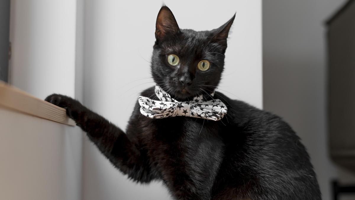 pisica-cat-portrait-close-up_37679200