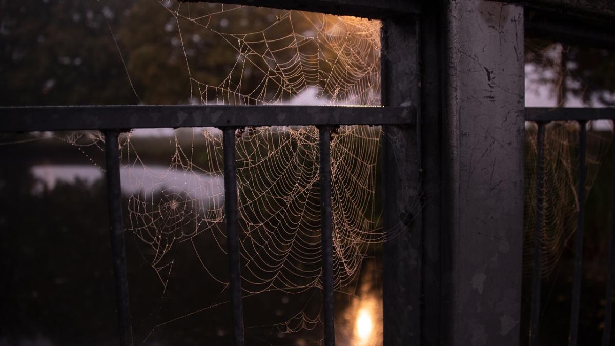 paianjen-case_81201000