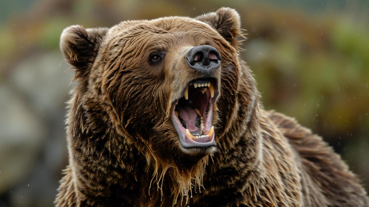 tanar-din-ieud--ranit-de-o-ursoaica--preluat-de-smurd--unde-se-afla-cand-a-fost-atacat_55328300