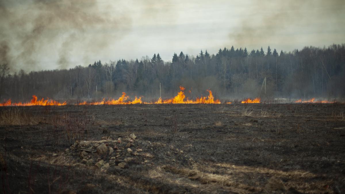 incendiu-de-vegetatie-la-periferia-bistritei--15-hectare-de-teren-si-padure-sunt-afectate_68559900