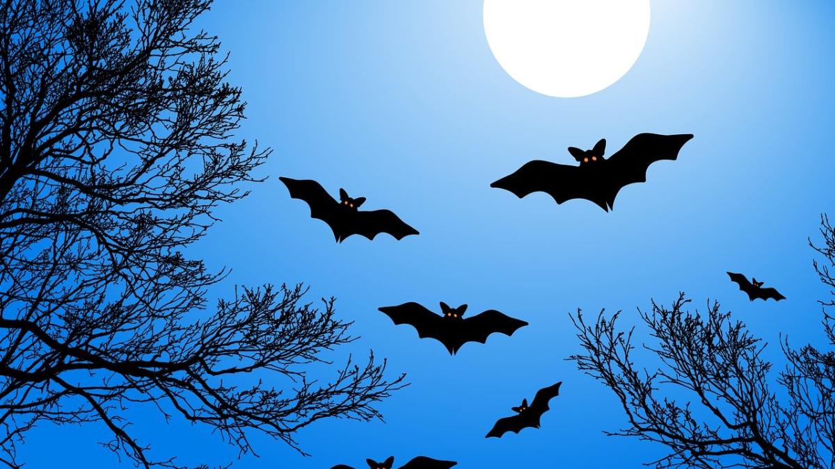 lilieci-spital_54452800