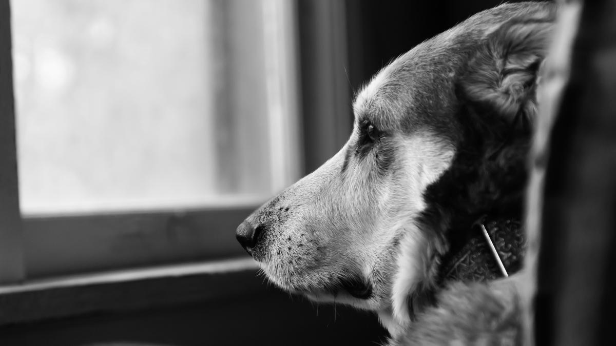 sad-dog-caine_80110100