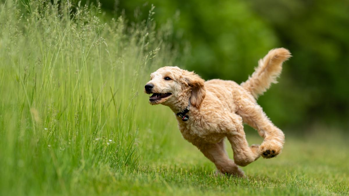 caine-dog-running-grass_54874100
