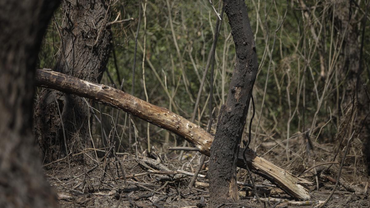 cum-arata-zona-in-care-drona-ruseasca-ar-fi-cazut--copaci-arsi-si-un-crater-foto-5_98473700