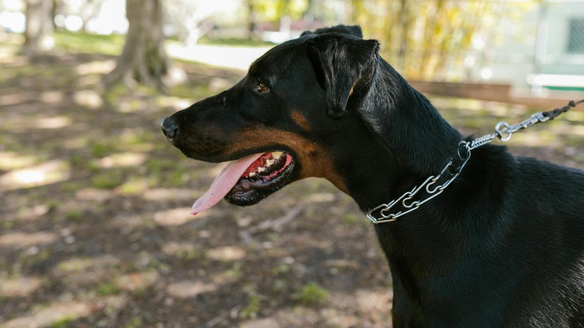 pexels-doberman_09553400