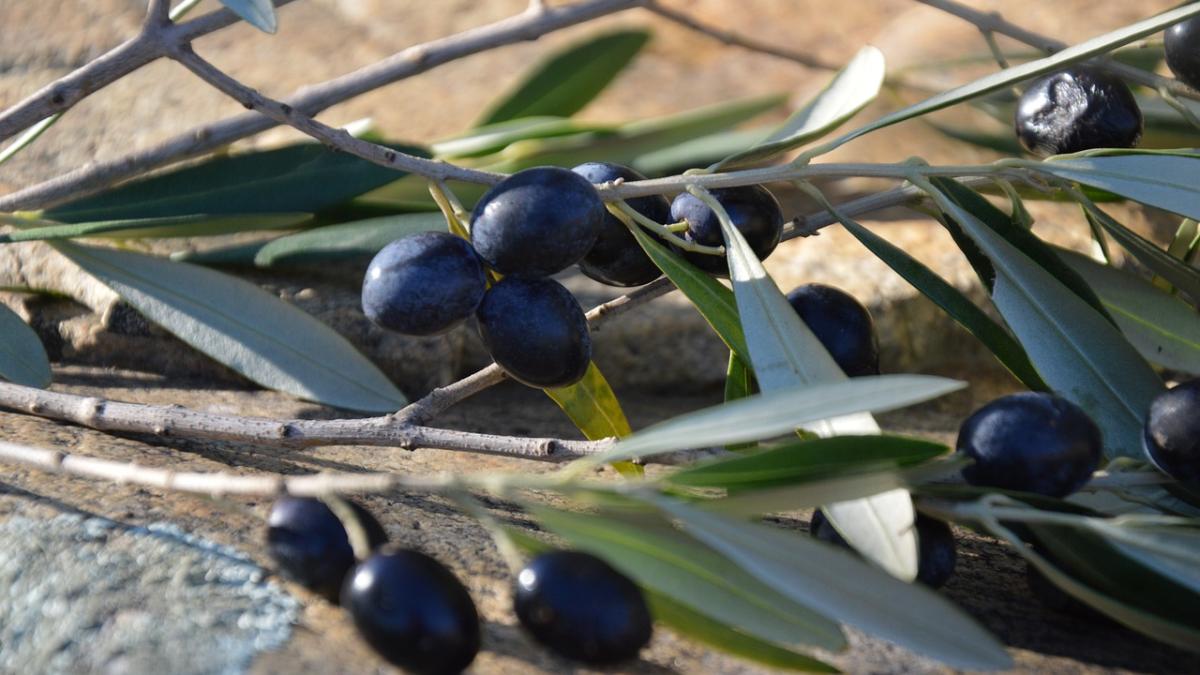 maslini-samburi_85363600