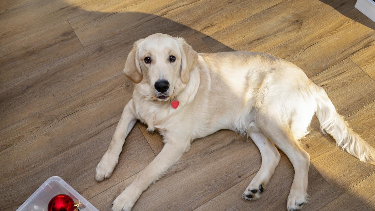 caine-golden-retriever-is-lying_15024100