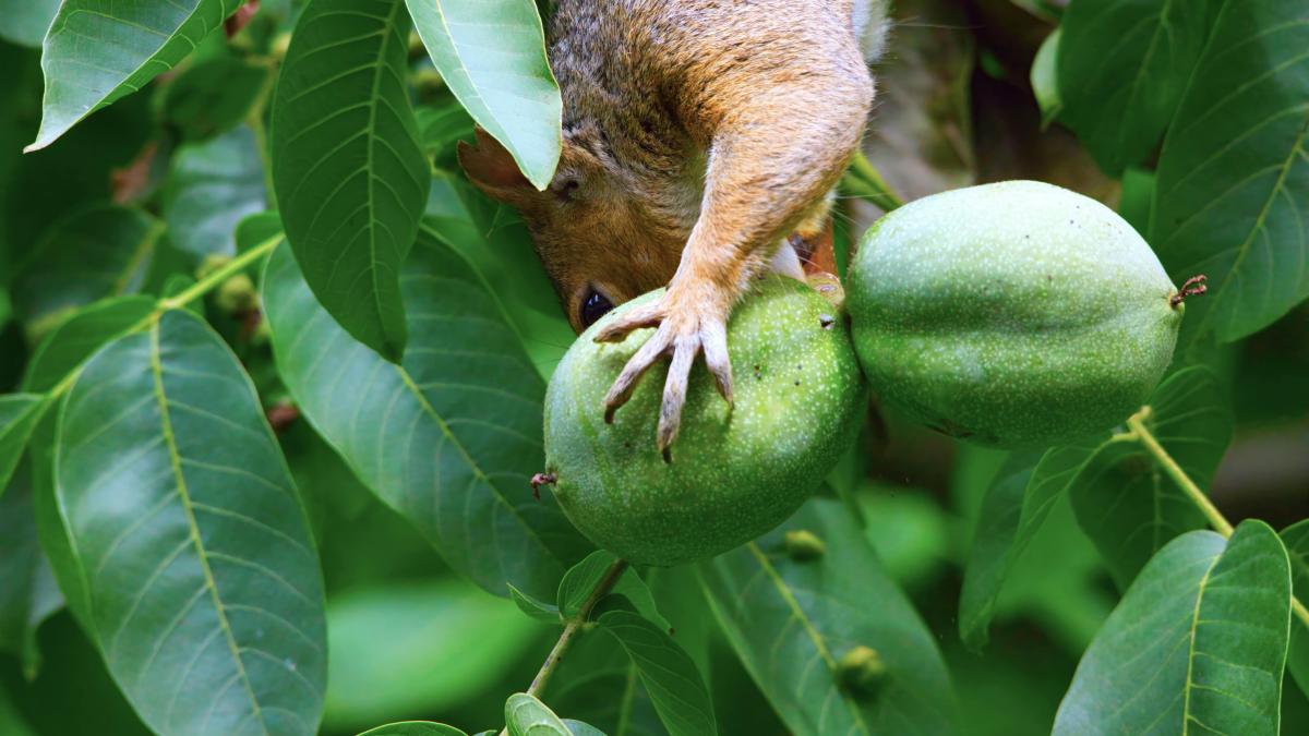 frunze-de-nuc_93455100