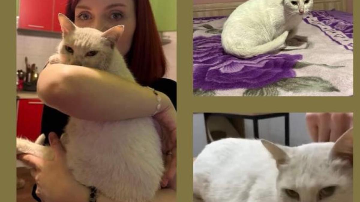 pisica-gasita_74188600