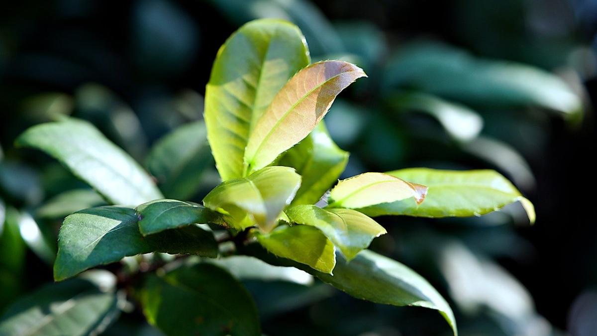 planta-99-de-boli_06829500