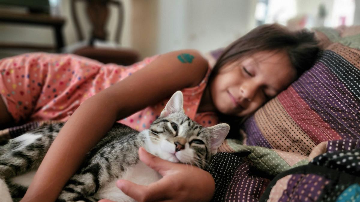 pisica-in-pat_06155200