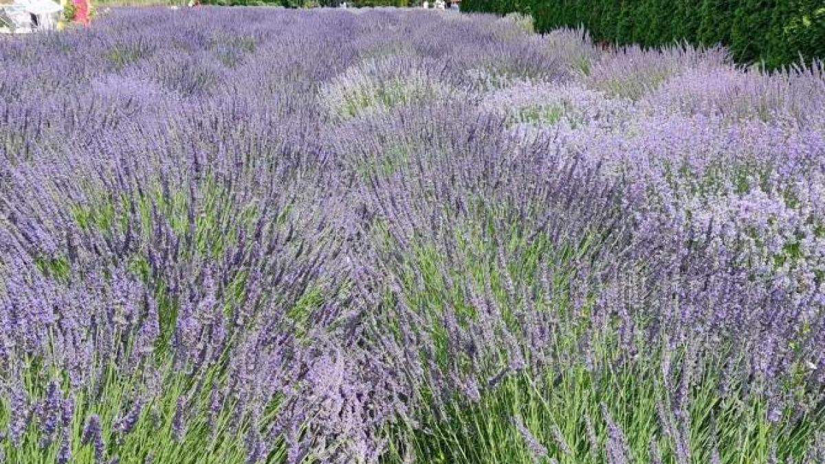 noi-actori-completeaza-distributia-serialului-original-prc-e2prc-80prc-9diubire-cu-parfum-de-lavandaprc-e2prc-80prc-9d_01317100