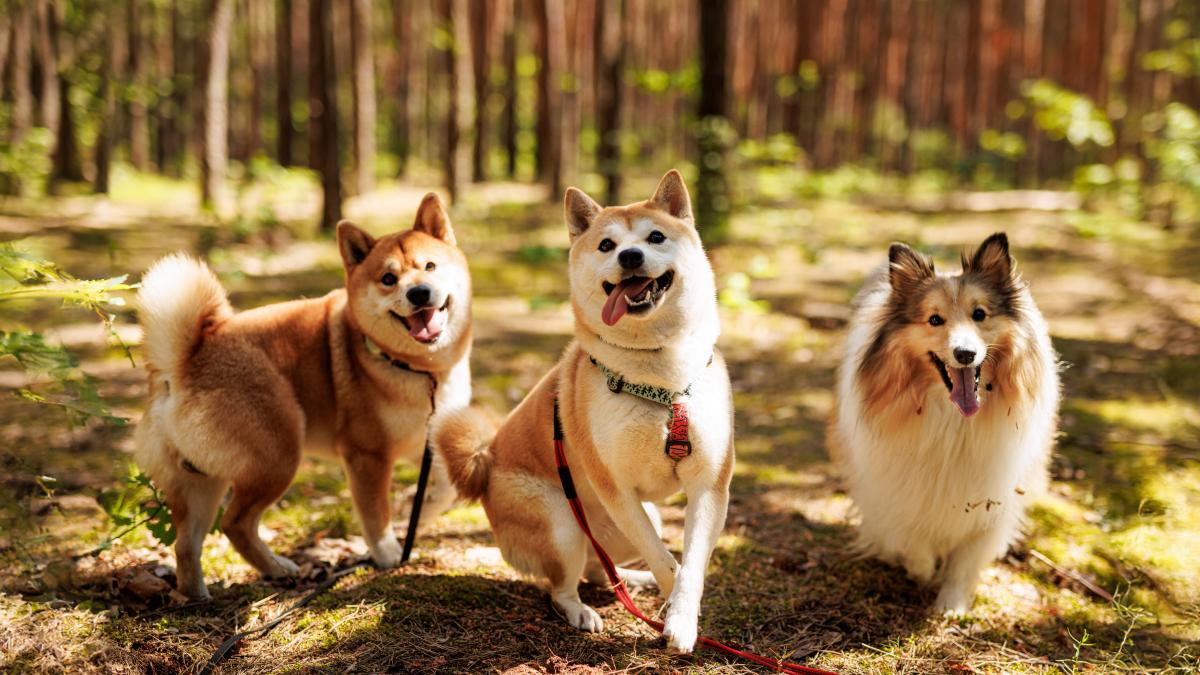 caine-caini-three-joyful-happy-dogs_65865500