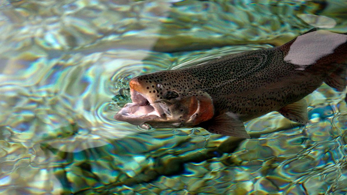 pastrav-urias-prins-romania_39494400