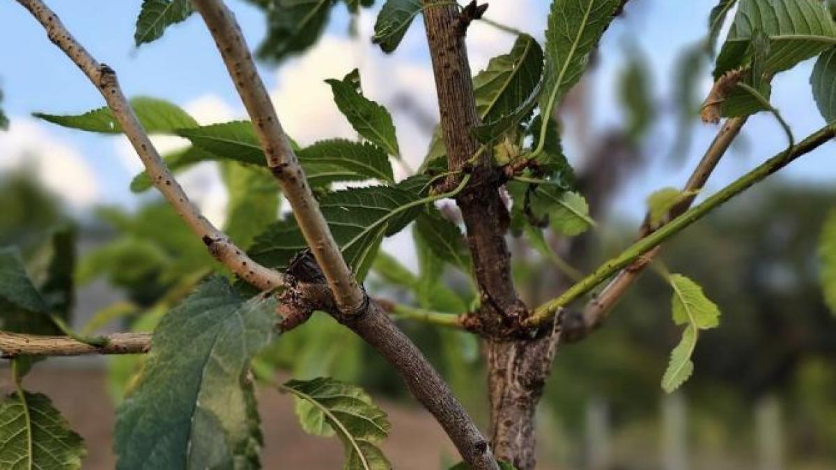 razvan-pascu-sat_59620300