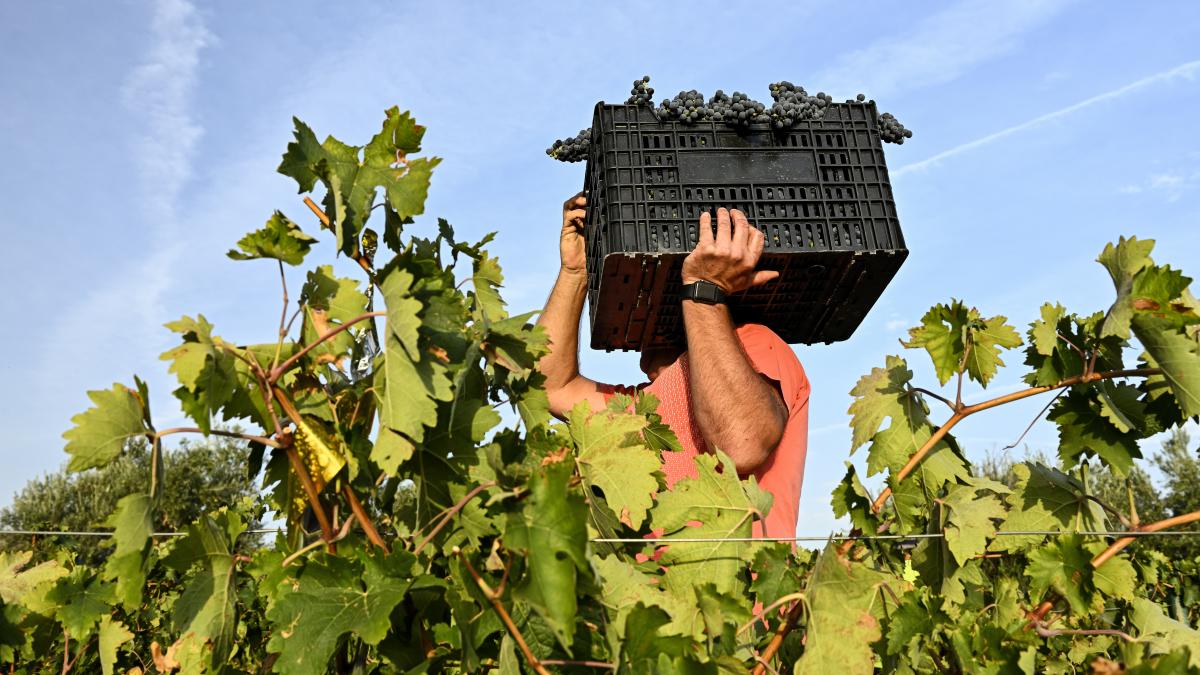 sectorul-champagne-din-franta--mobilizare-pentru-a-si-proteja-reputatia--cat-se-castiga-ca-zilier-in-viticultura_72849000