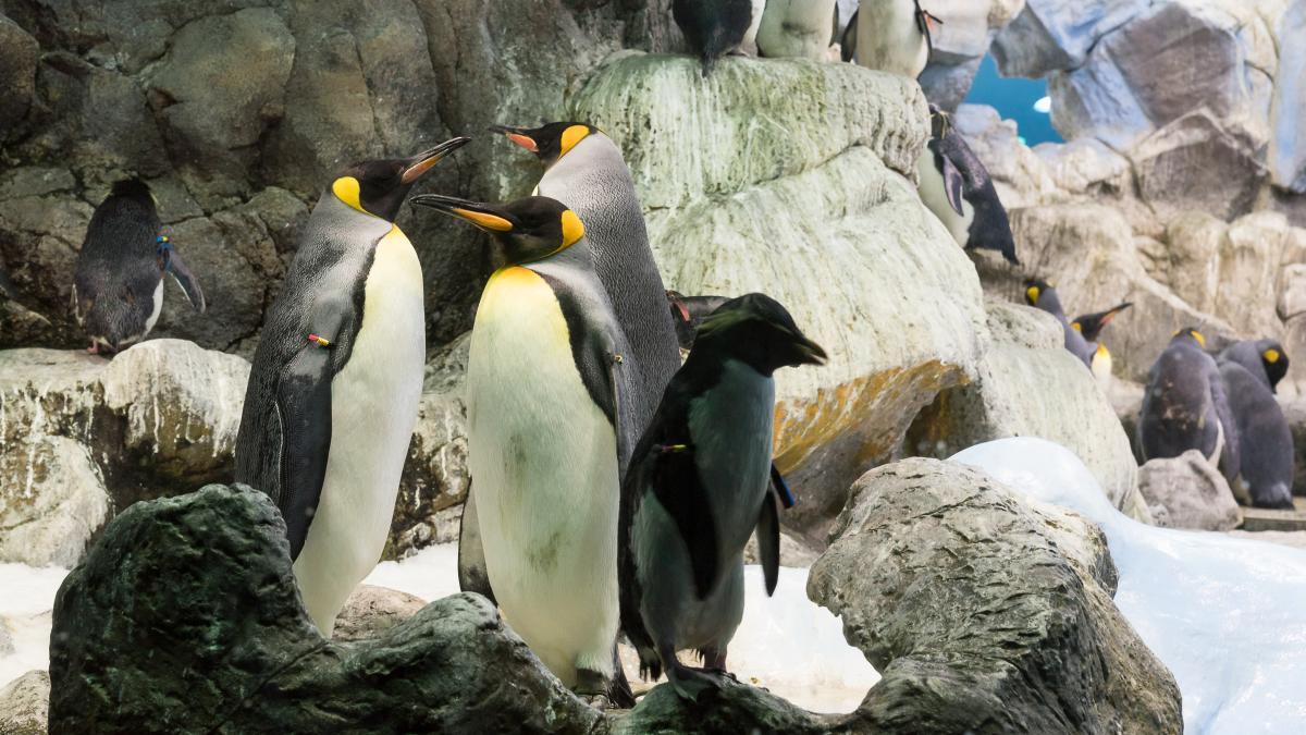 un-pui-de-pinguin-imperial--vedeta-pe-retelele-sociale_62097800