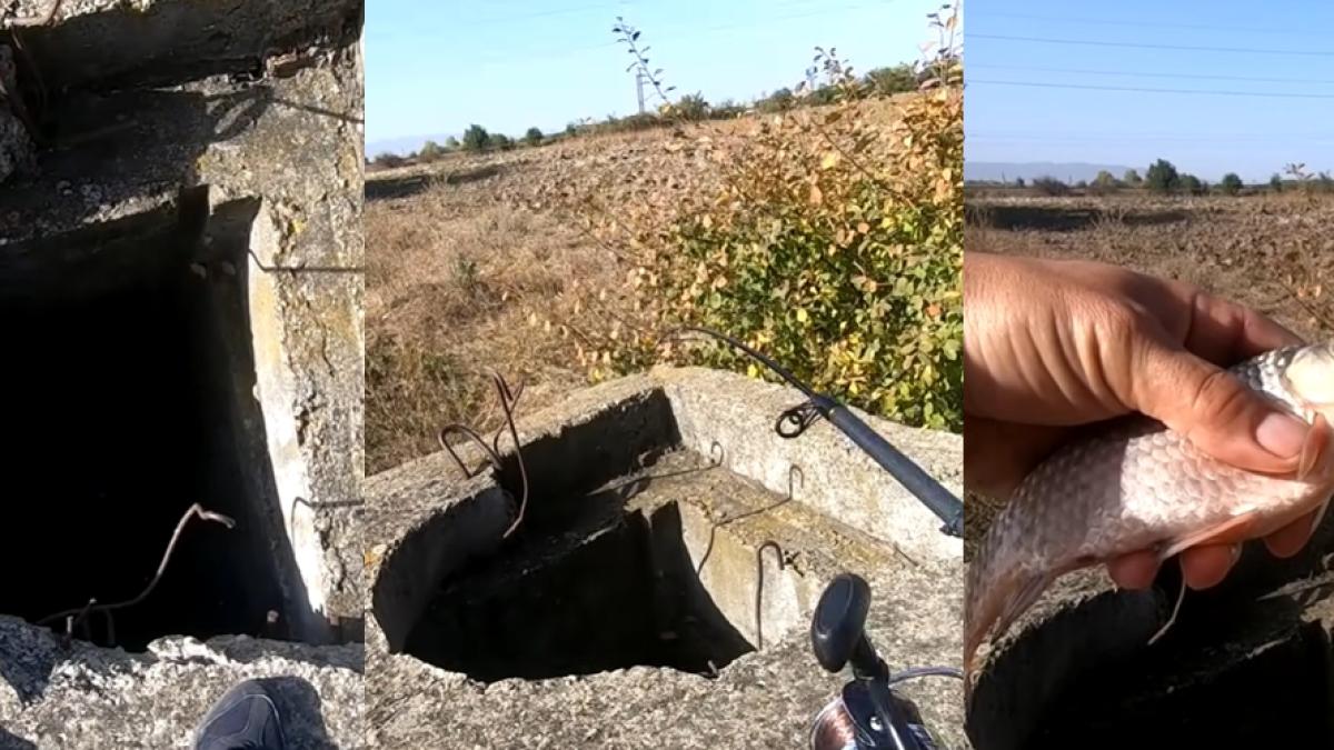 caras-gaura-de-canal_59541500