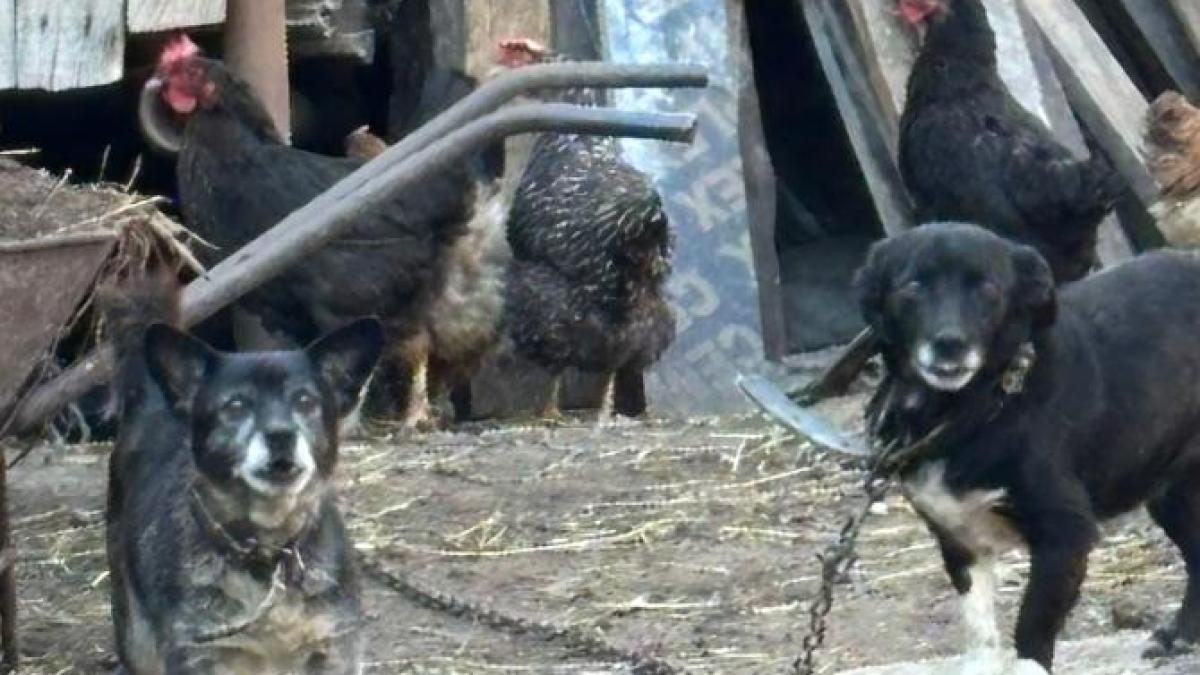 catelus-lant_32146000