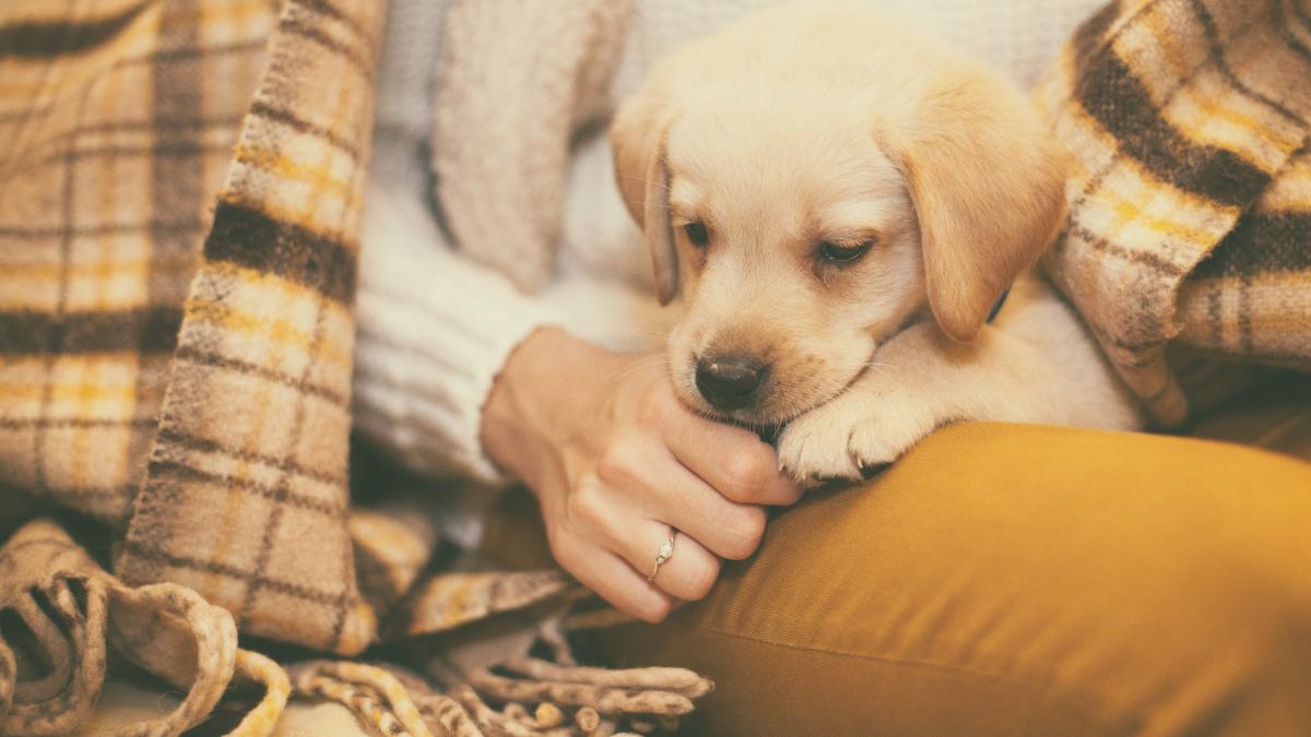 caine-labrador-retriever_30175000