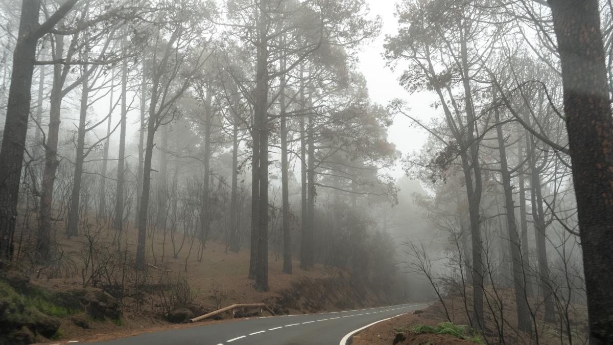 cod-galben-de-ceata-densa-in-sase-judete_35627500