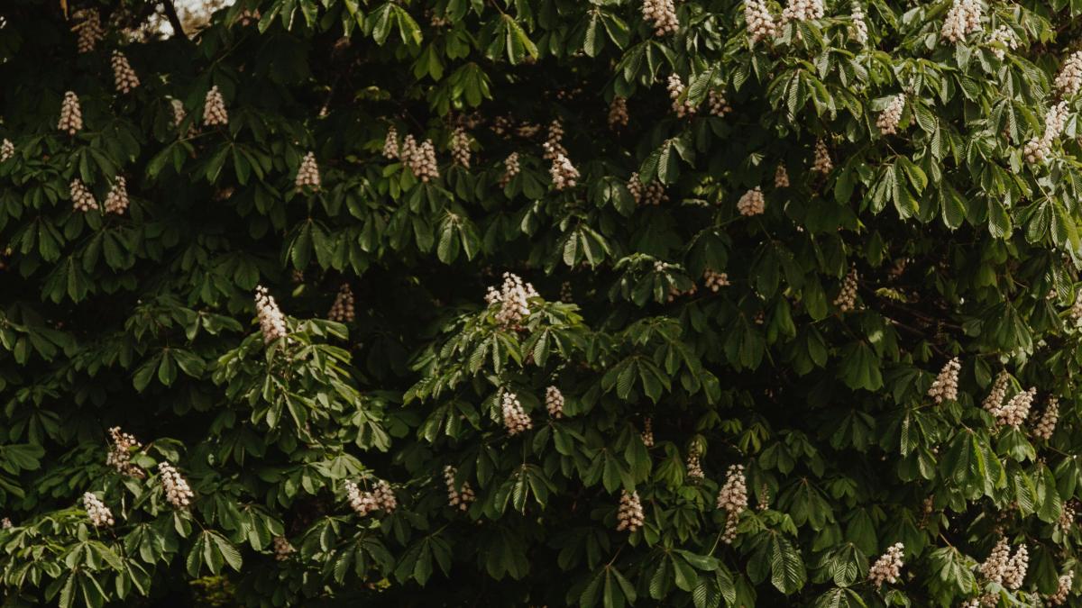 castani-pexels_12090200