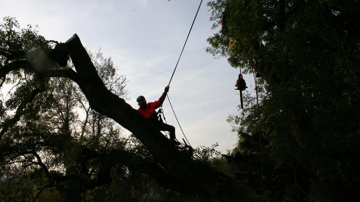 meserie-romania-arborist_09416900