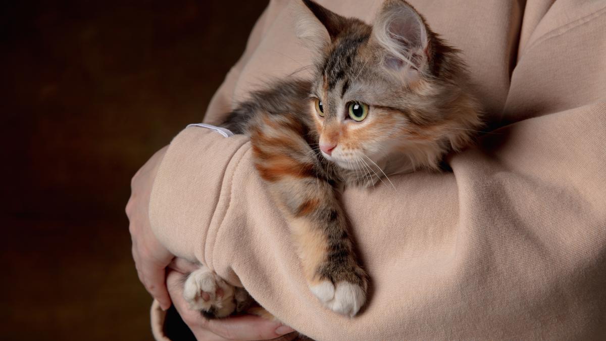 pisica-beautiful-purebred-kitten_77401900