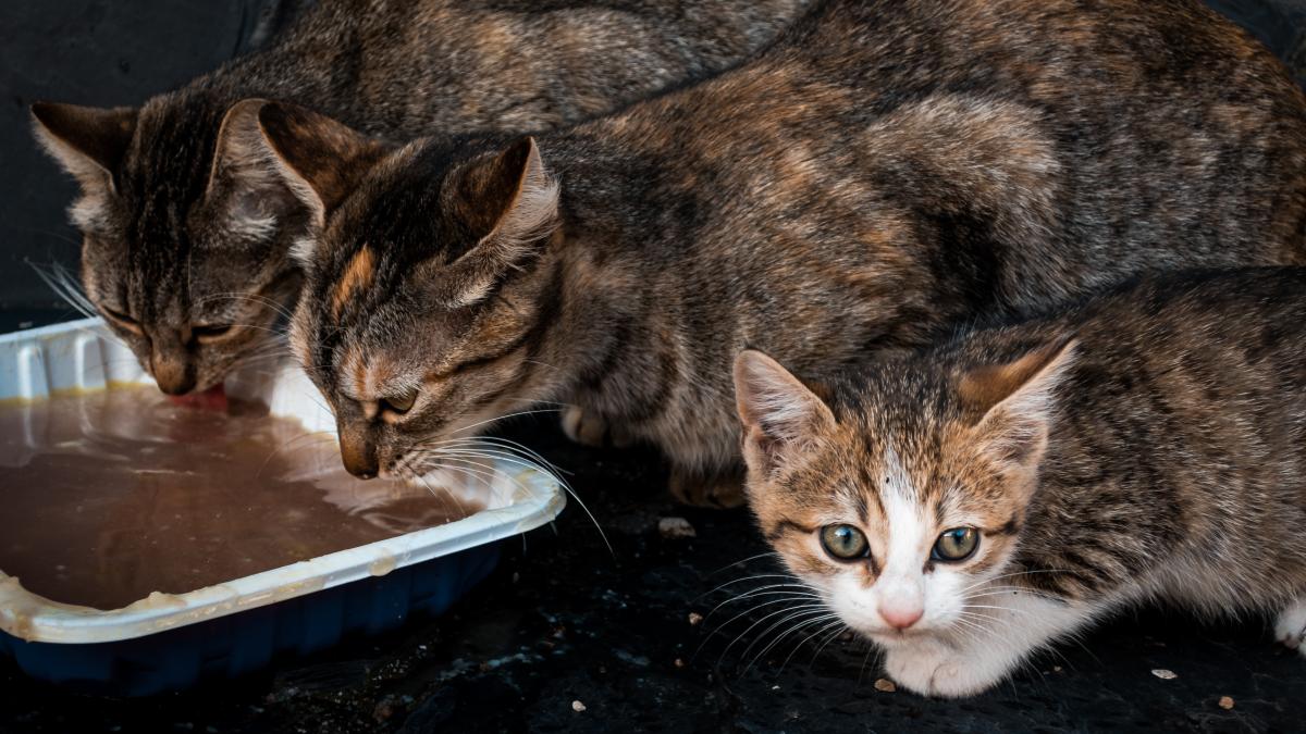 pisici-cartier_29490300