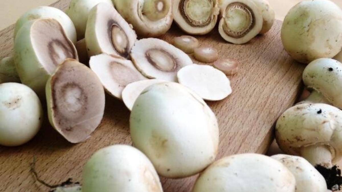 beneficiile-ciupercilor--9-motive-pentru-a-le-adauga-in-dieta_00387200