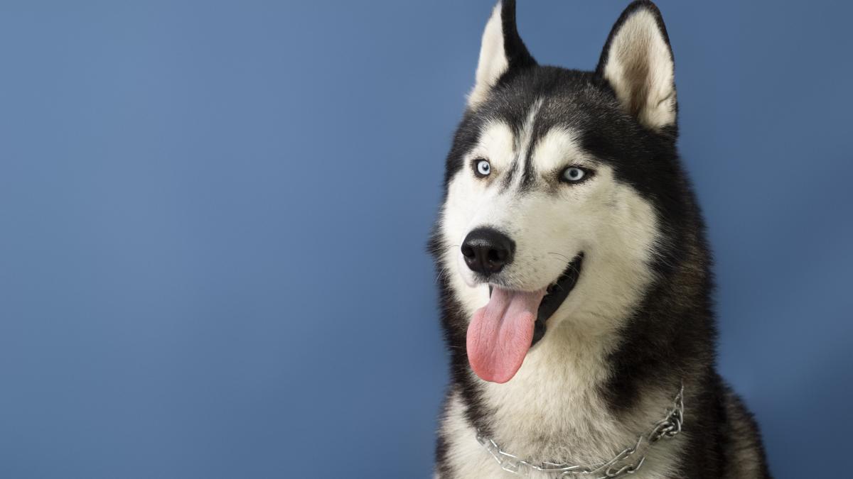 cruzime-asupra-unui-caine--in-chitila--un-barbat--care-a-injunghiat-un-husky--cercetat_11194900