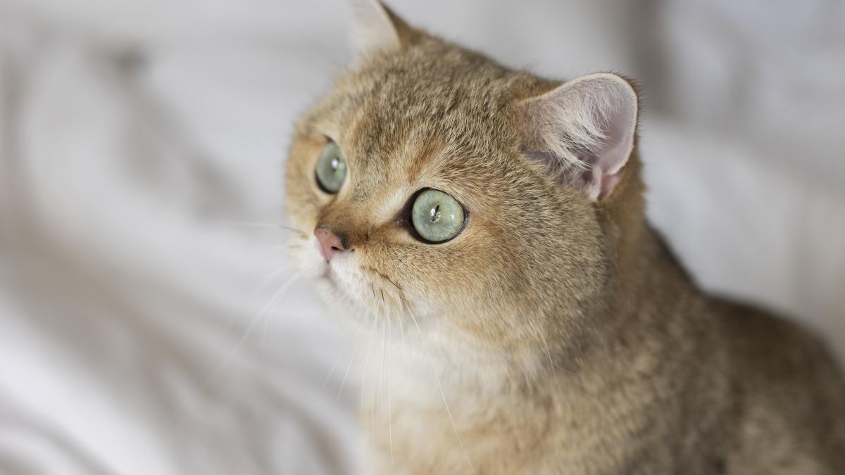 pisica-beautiful-cat-2_90476300