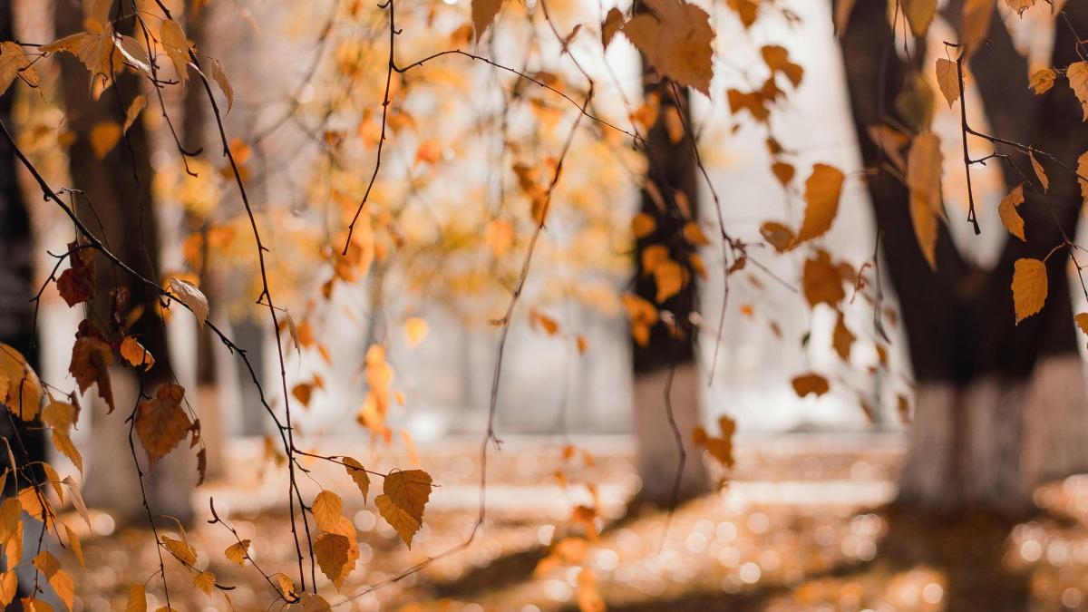 cald-noiembrie_33715200