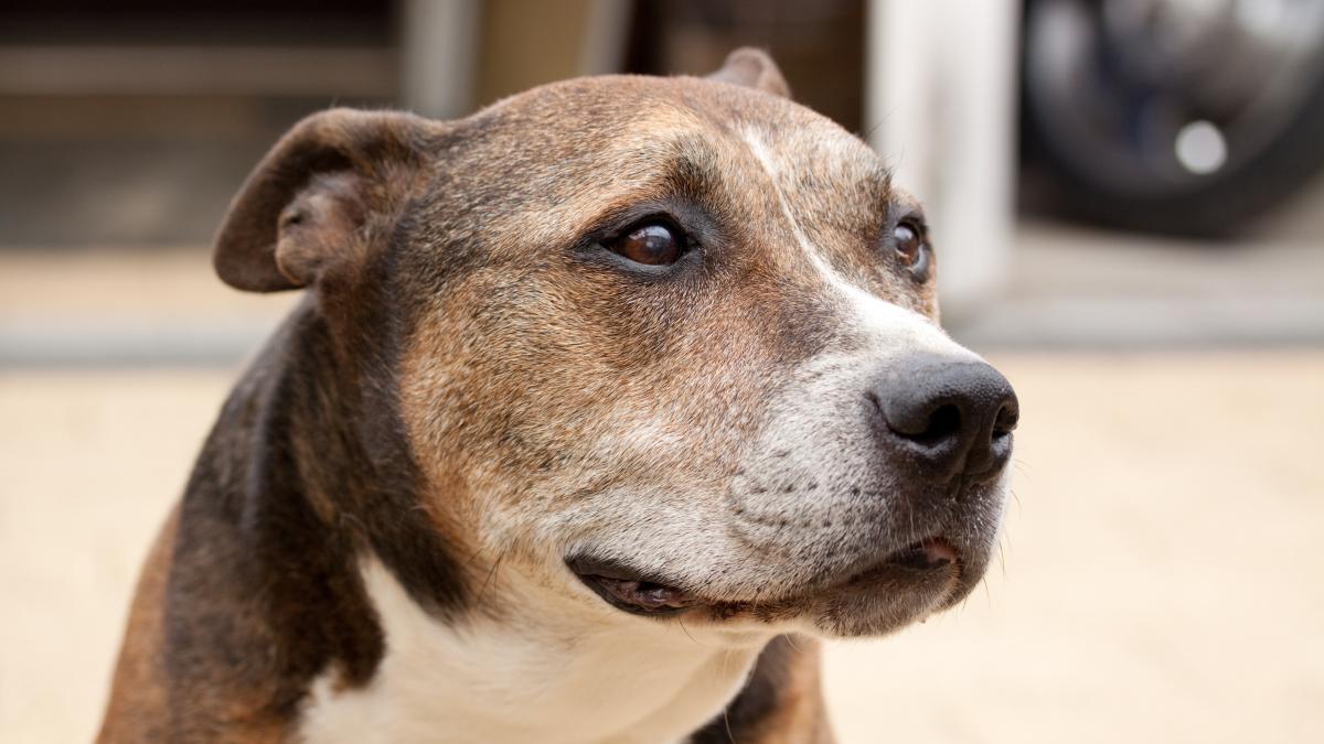 caine-american-staffordshire-terrier_48339100