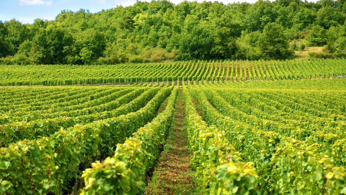 viticultorii-francezi--apel-catre-parlamentari-pentru-reducerea-fiscalitatii--viile-devin-un-prc-e2prc-80prc-9dcadou-otravitprc-e2prc-80prc-9d-pentru-urmasi_62715400