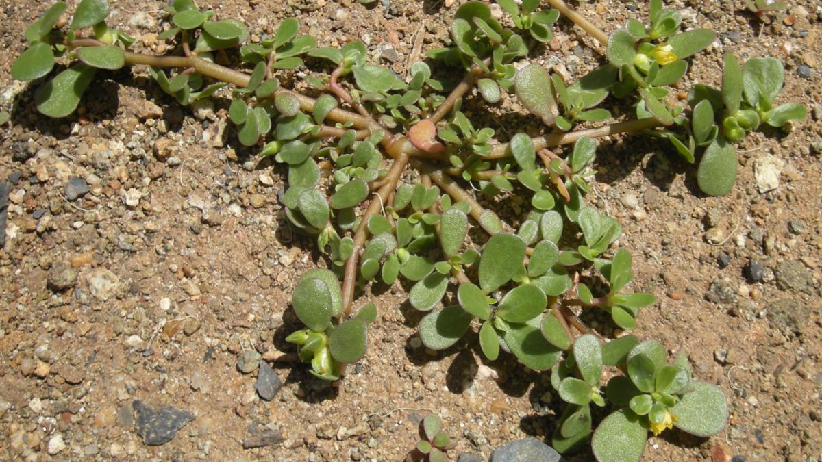portulaca_oleracea_plant_53723100