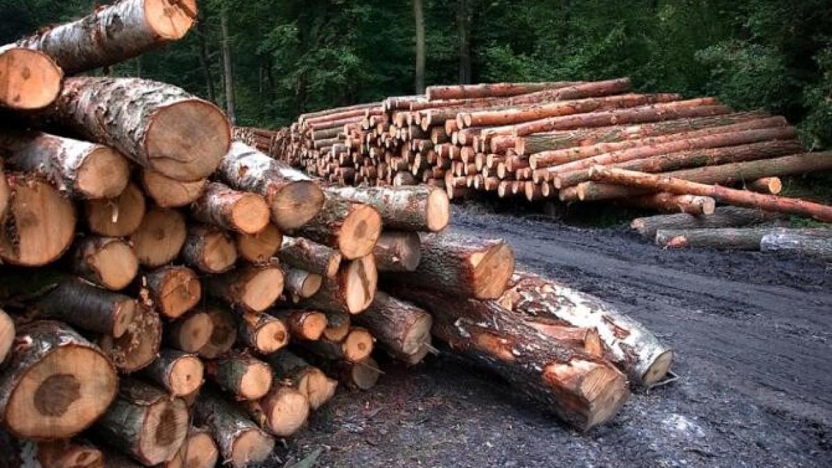 functprc-ccprc-a7ionari-publici--implicatprc-ccprc-a7i-taprc-ccprc-86ieri-ilegale-de-lemne_31998500