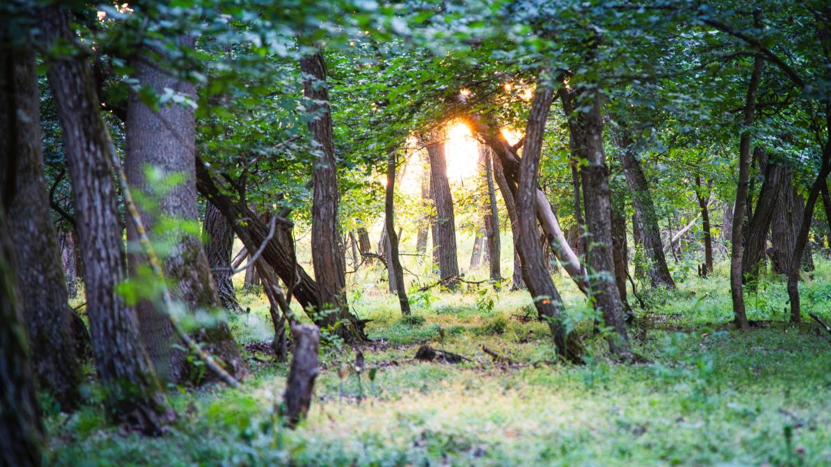 plantari-centura-verde_22867700