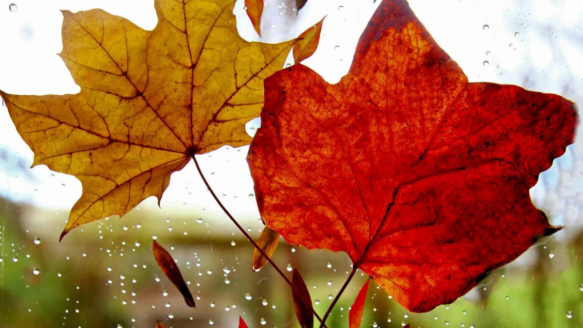 toamna-ploaie_40418700