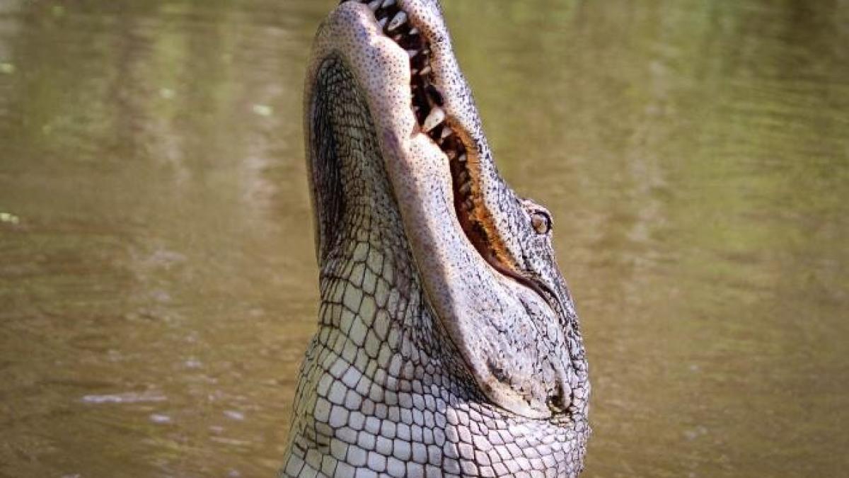 crocodil-copil-indonezia_52103400