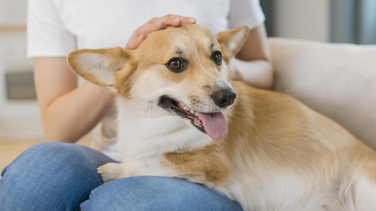 caine-dog-being-pet_47472100