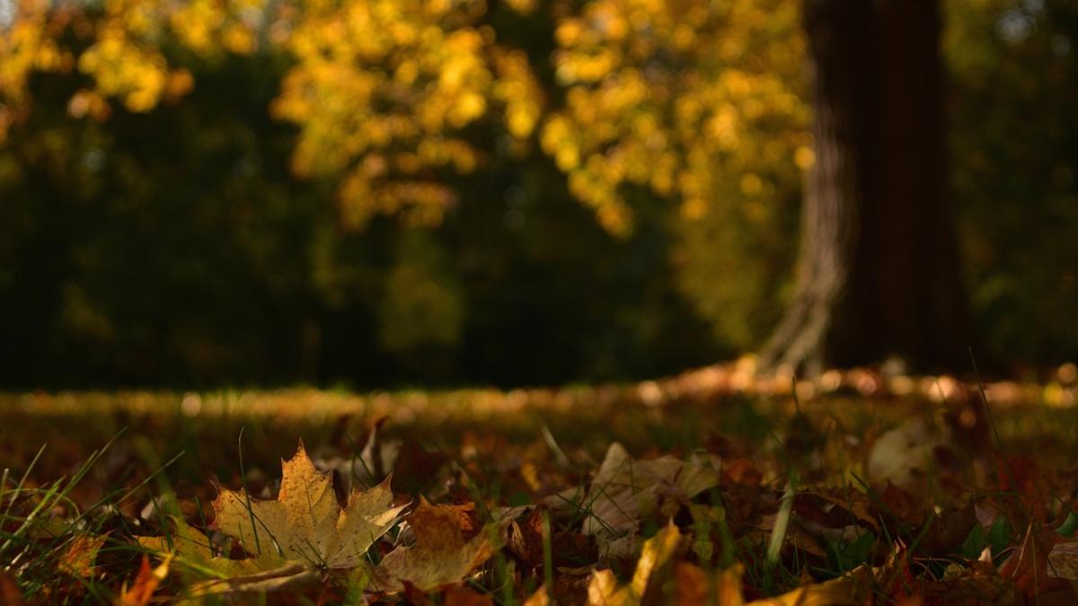 vremea-alegeri_49575900