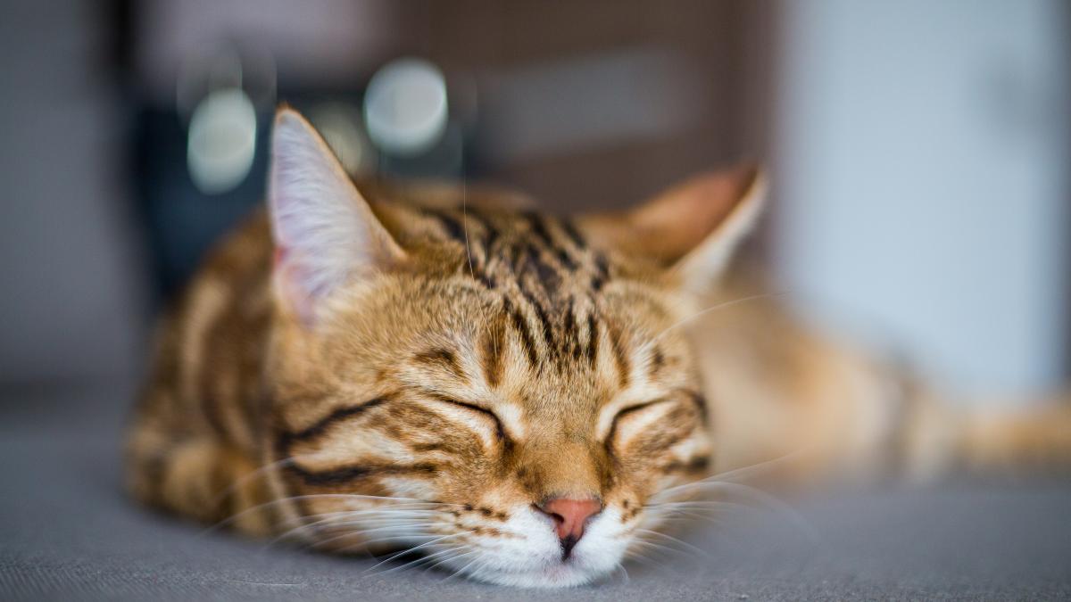 pisica-dormind-cat-sleeping_85787400