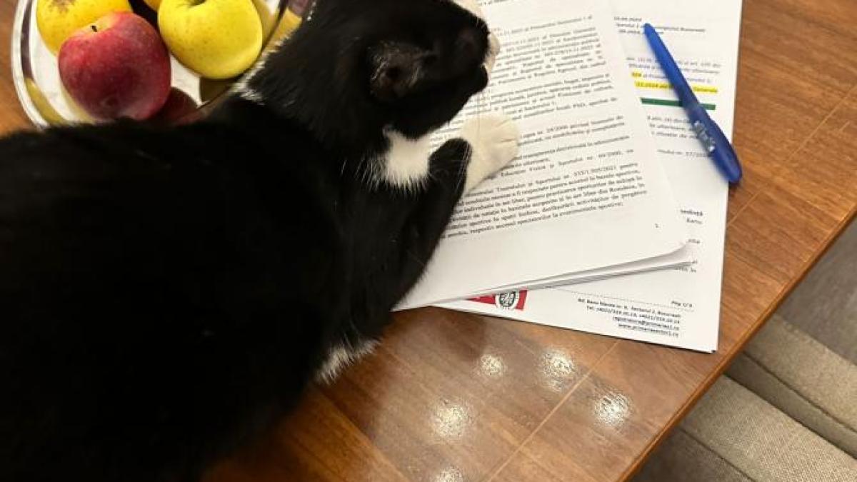 sobolanii-fug-din-sectorul-1-noul-lor-prc-e2prc-80prc-9dsefprc-e2prc-80prc-9d-e-o-pisica-adoptata_55414000